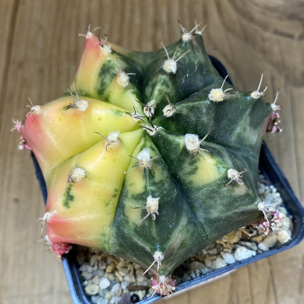 SH27335 Gymnocalycium mihanovichii f. variegata, seedling - Imagen 3