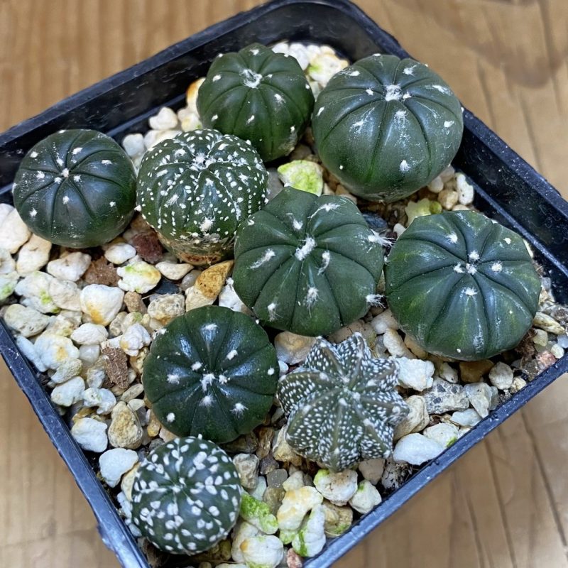 SH27336 Astrophytum asterias mix, 9 plants
