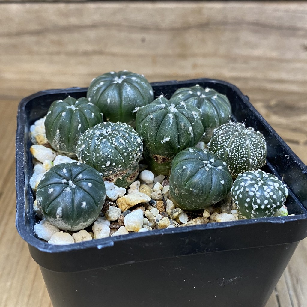 SH27336 Astrophytum asterias mix, 9 plants - Imagen 2