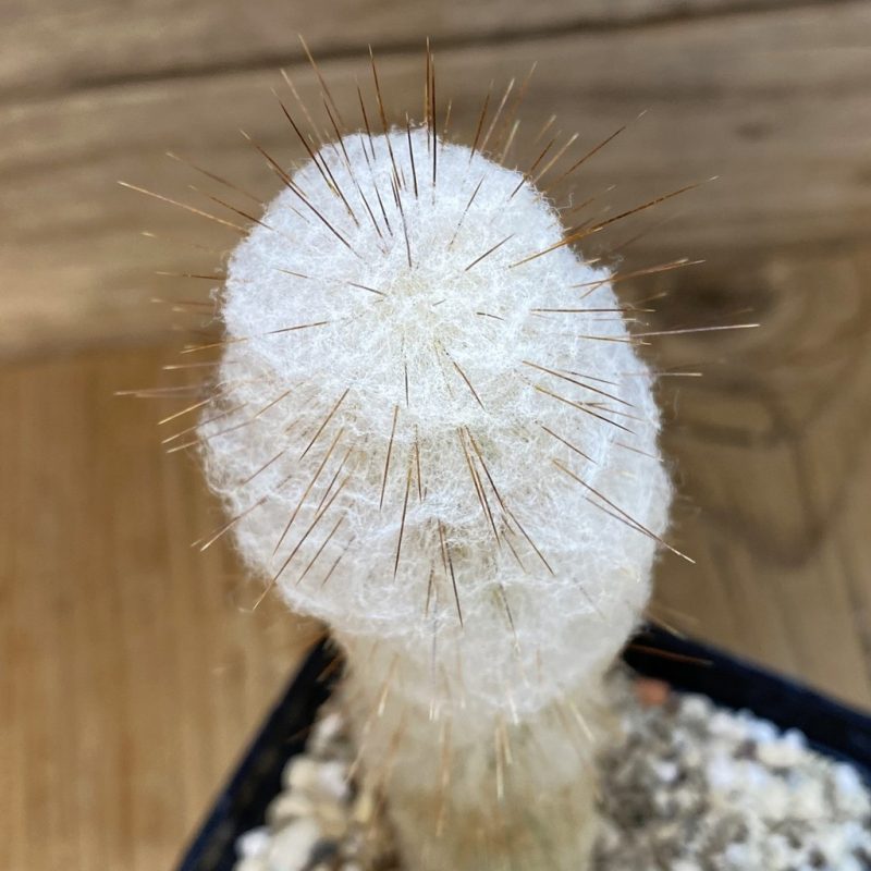 SH27337 Espostoa dybowskii