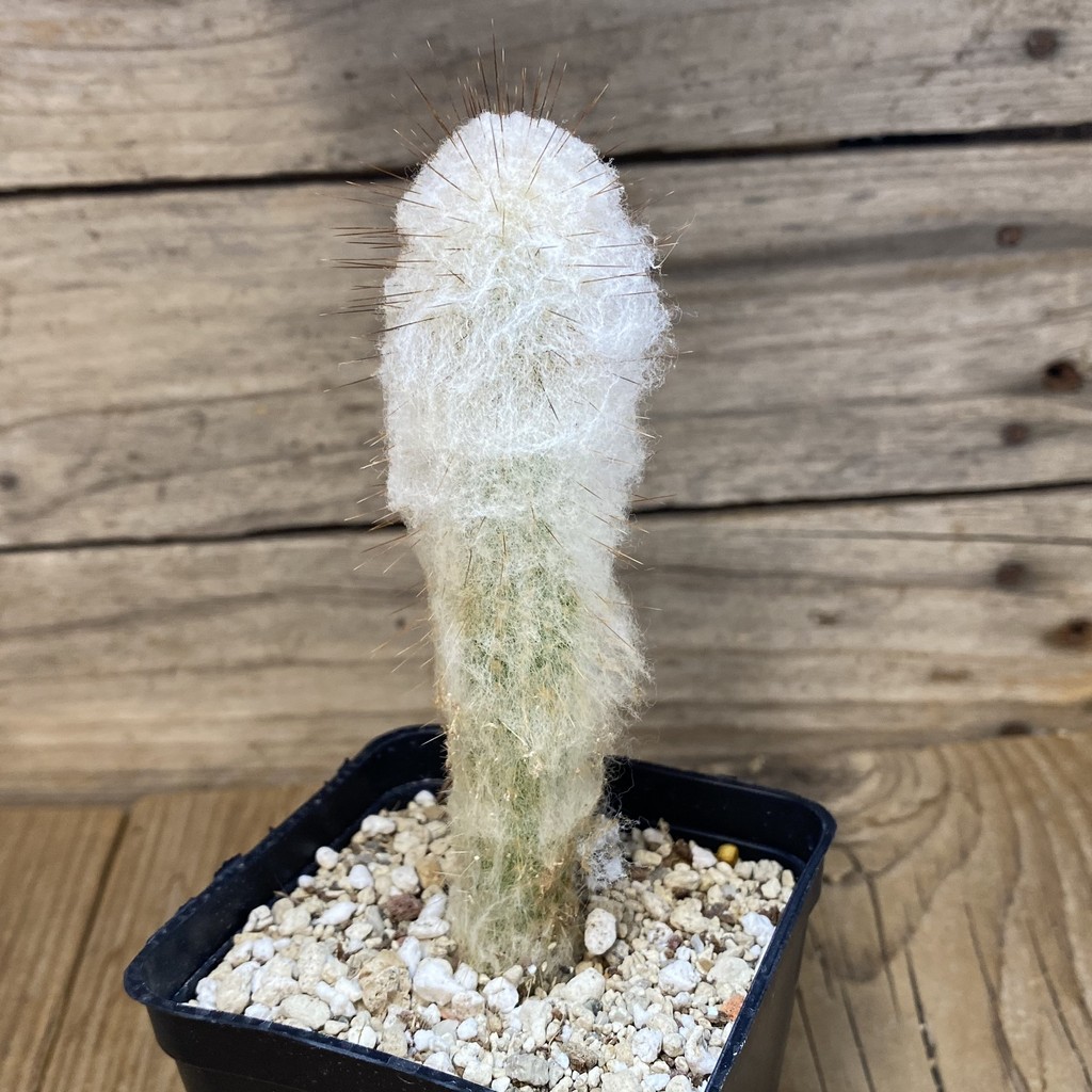 SH27337 Espostoa dybowskii - Imagen 2