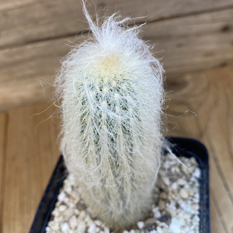 SH27338 Espostoa melanostele