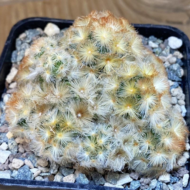 SH27324 Mammillaria carmenae ‘Buddha’ hybrid, seedling