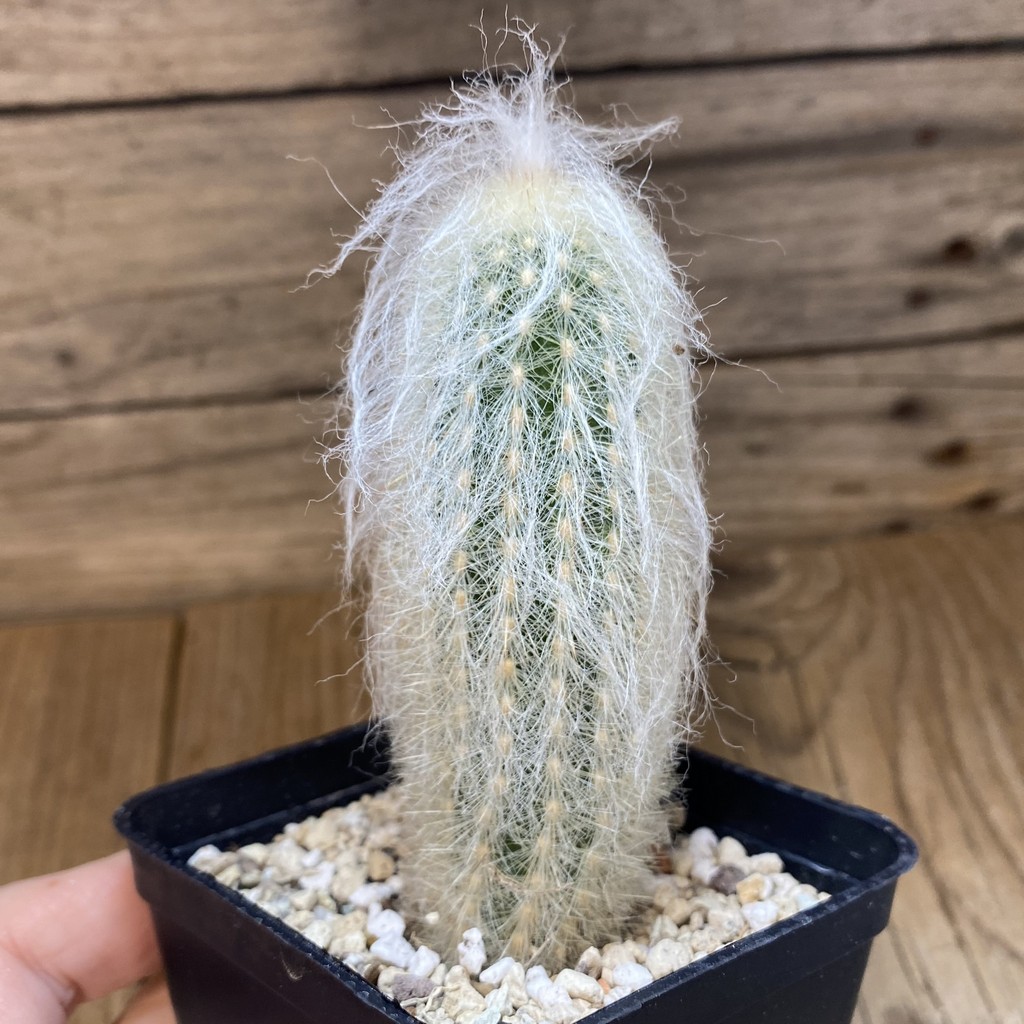 SH27338 Espostoa melanostele - Imagen 2