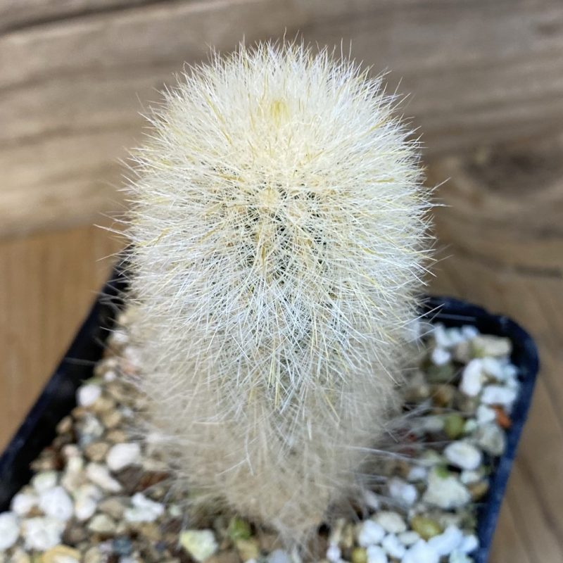 SH27339 Cleistocactus strausii