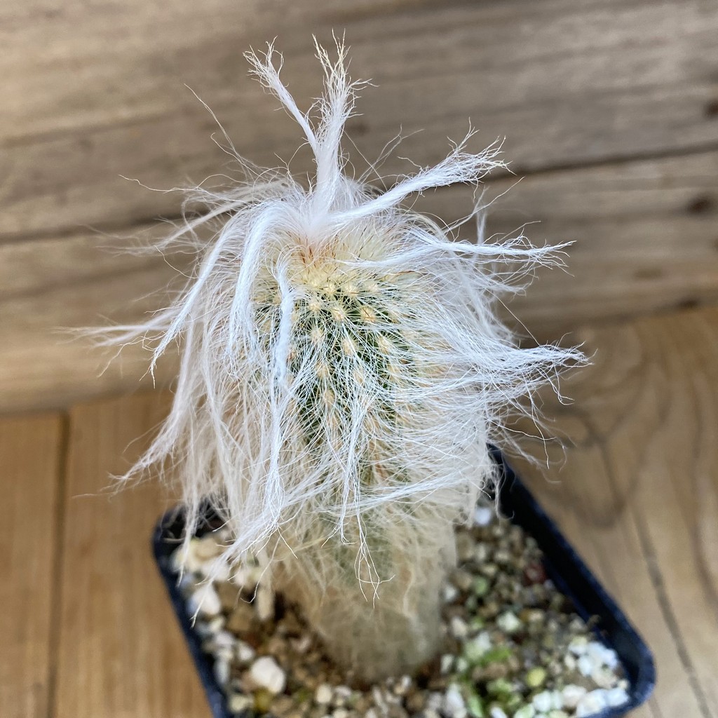 SH27340 Espostoa lanata