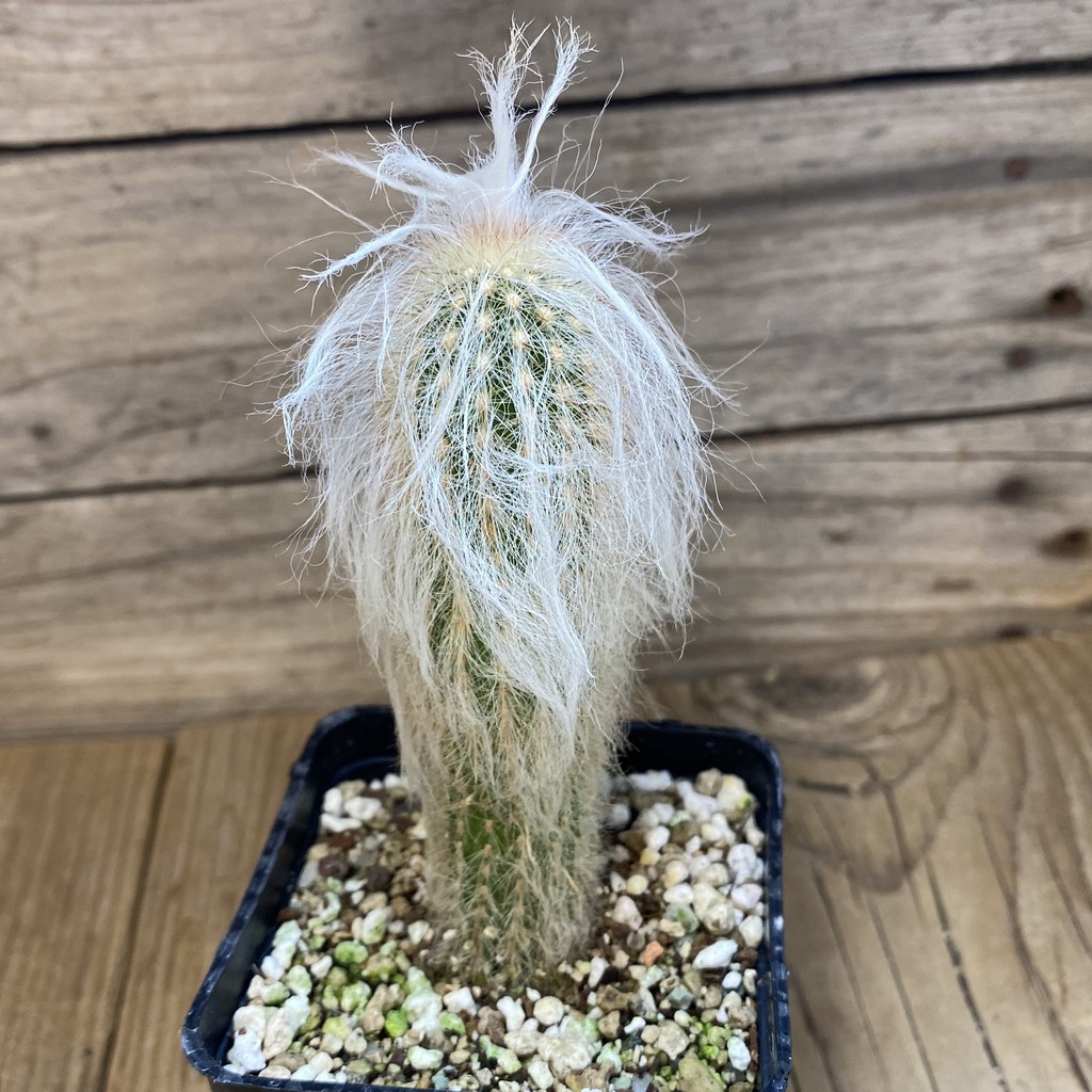 SH27340 Espostoa lanata - Imagen 2