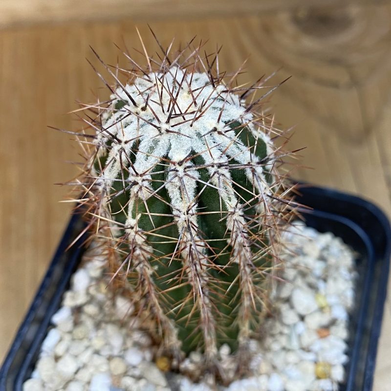 SH27341 Echinopsis ‘Haku-jo’