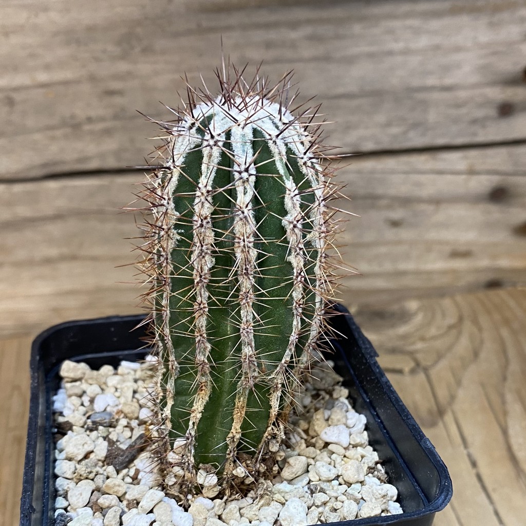 SH27341 Echinopsis ‘Haku-jo’ - Image 2