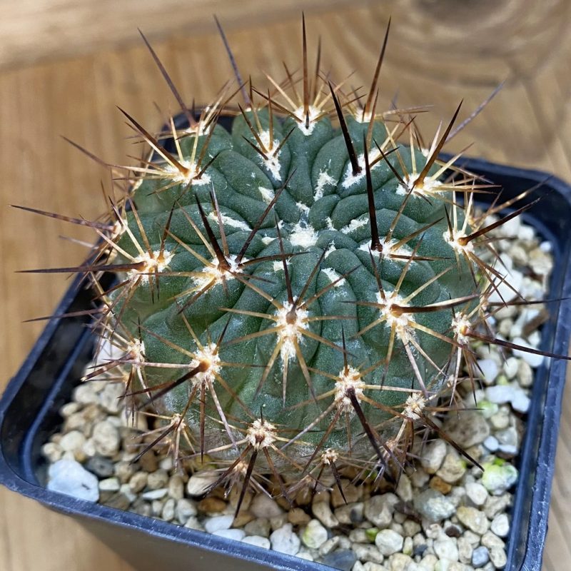 SH27342 Neoporteria deherdtiana