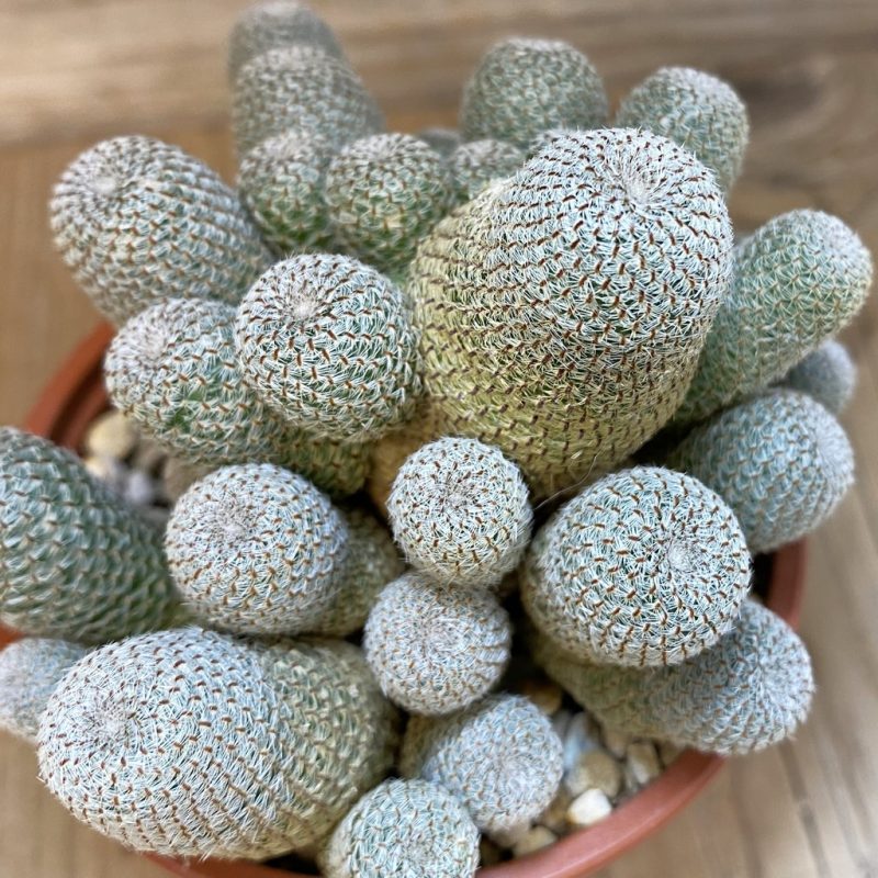 SH27343 Aylostera heliosa