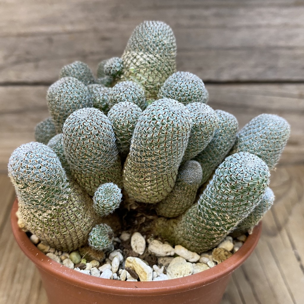 SH27343 Aylostera heliosa - Image 2