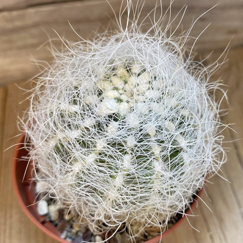 SH27344 Neoporteria gerocephala