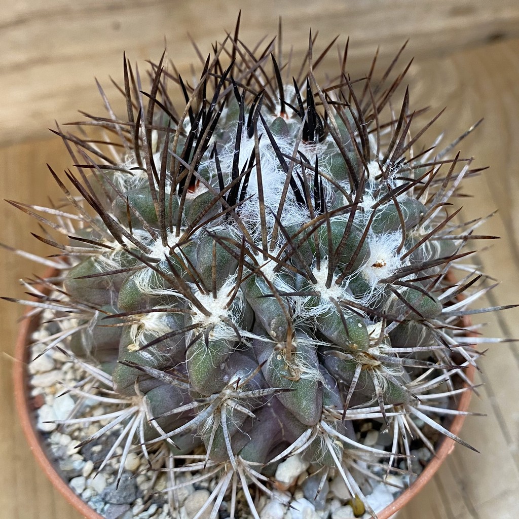 SH27345 Eriosyce floccosa