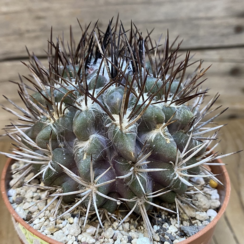 SH27345 Eriosyce floccosa - Image 2