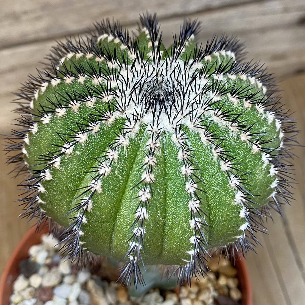 SH27346 Uebelmannia pectinifera, grafted