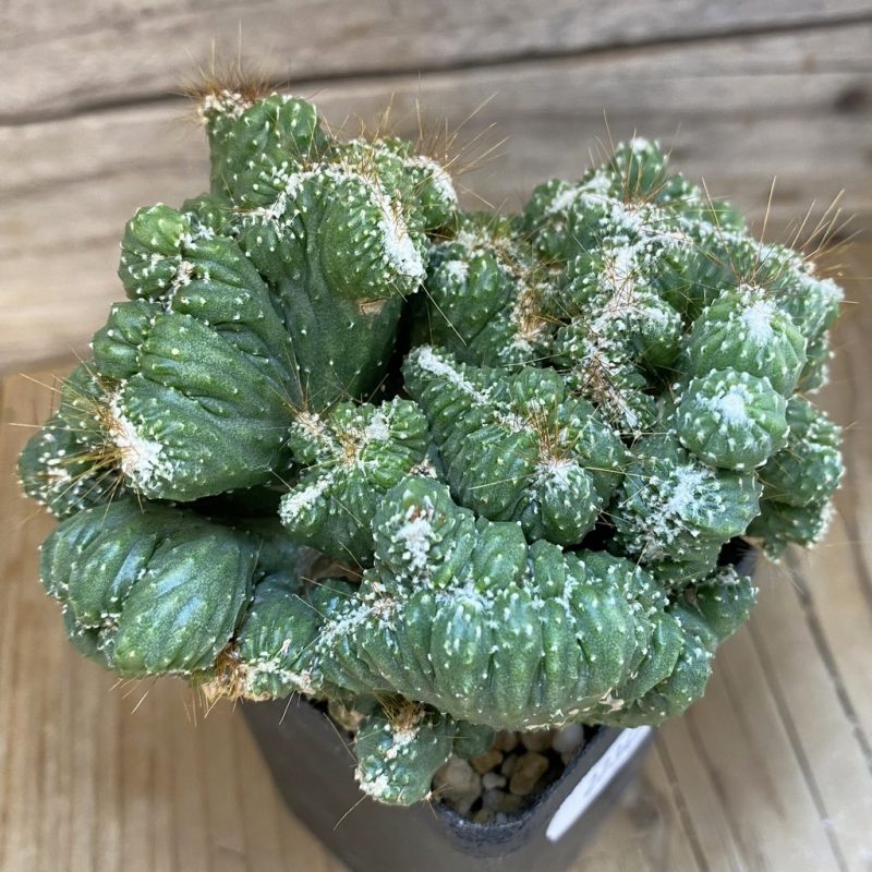 SH27347 Cereus peruvianus 'Coral'