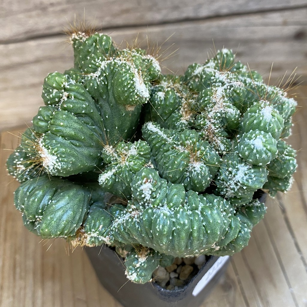 SH27347 Cereus peruvianus 'Coral'