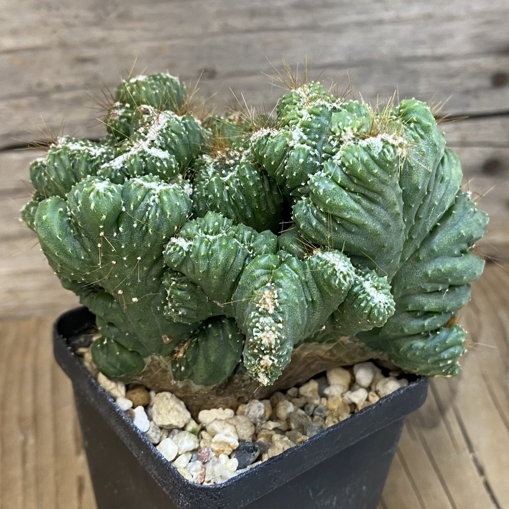 SH27347 Cereus peruvianus 'Coral' - Image 2