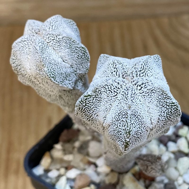 SH27348 Astrophytum myriostigma 'Onzuka'