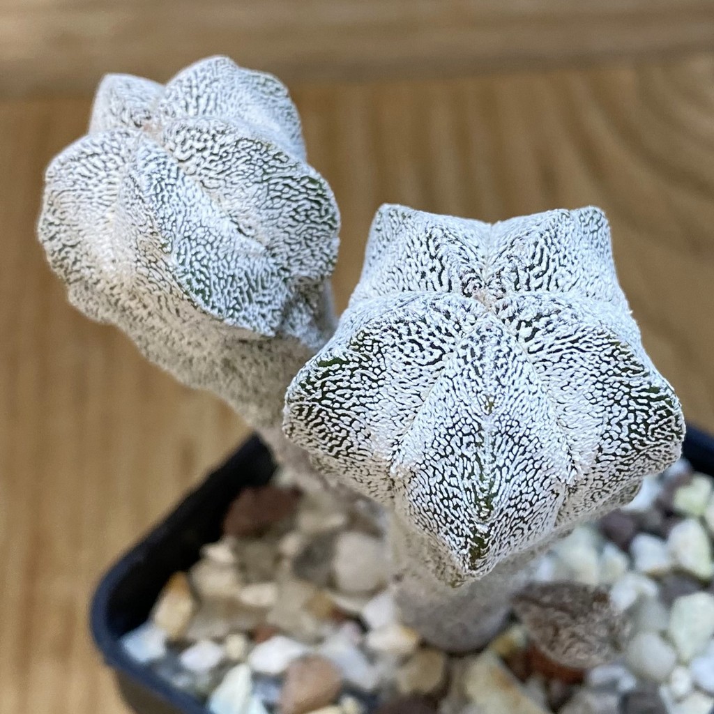 SH27348 Astrophytum myriostigma 'Onzuka'