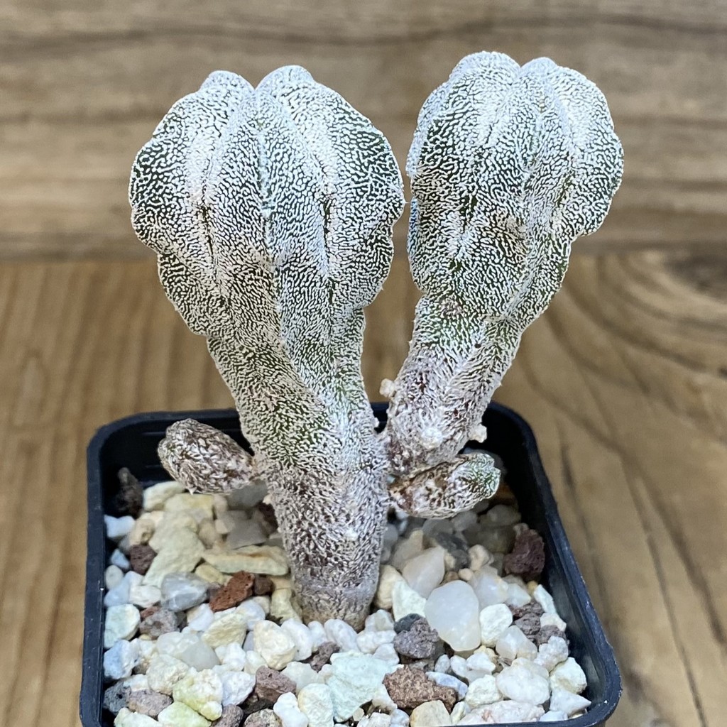 SH27348 Astrophytum myriostigma 'Onzuka' - Image 2