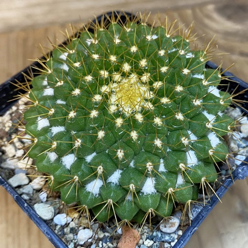 SH27325 Mammillaria marksiana