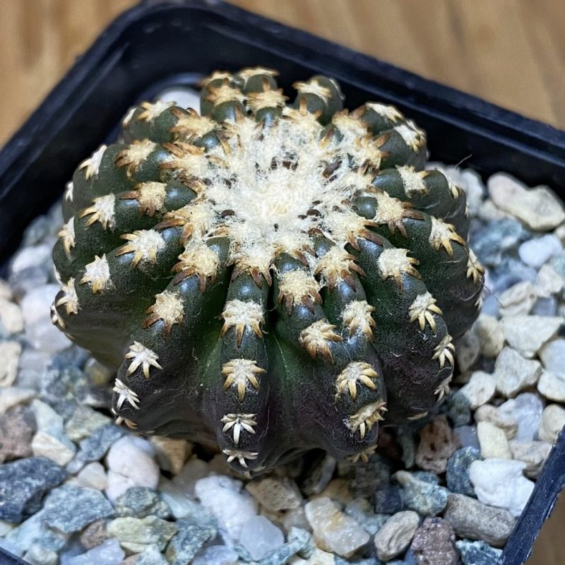SH27349 Discocactus horstii