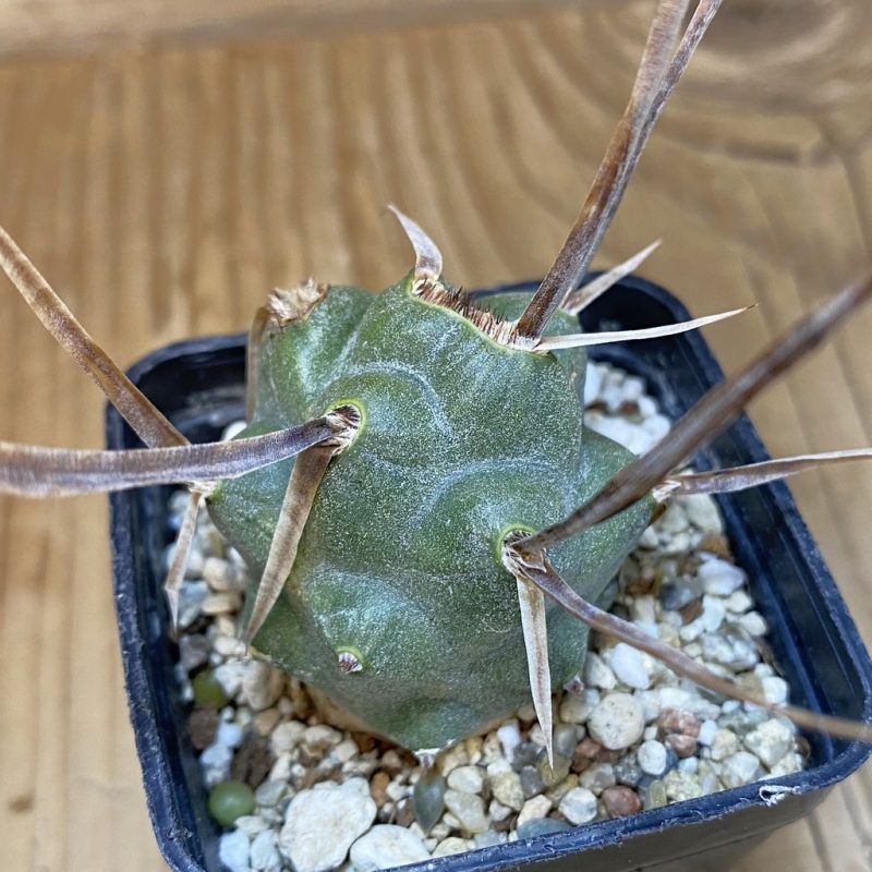 SH27350 Tephrocactus articulatus v. papyracanthus