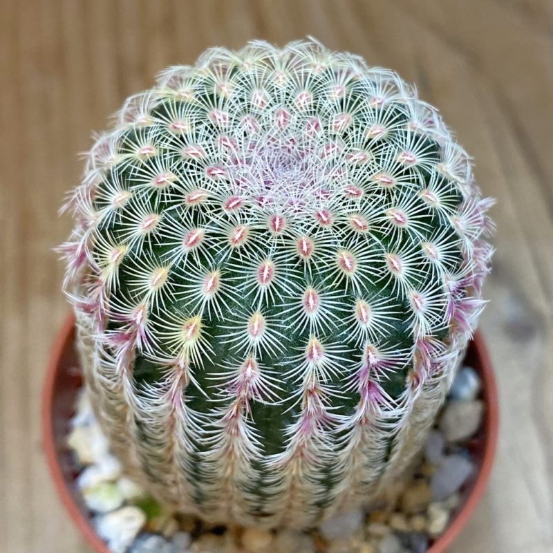 SH27351 Echinocereus rigidissimus v. rubispinus