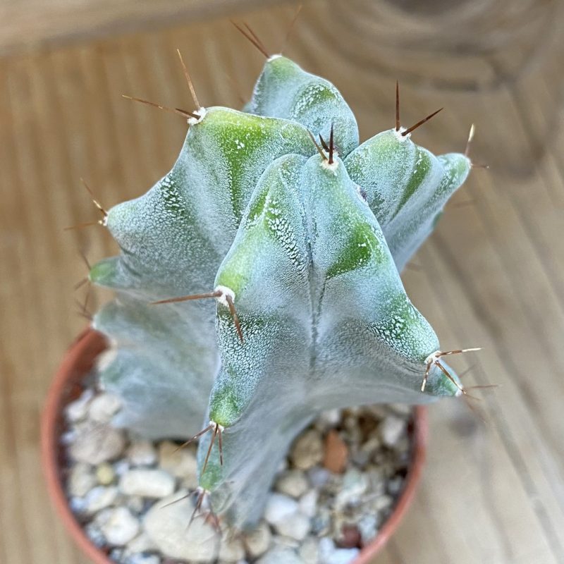 SH27352 Stenocereus pruinosus