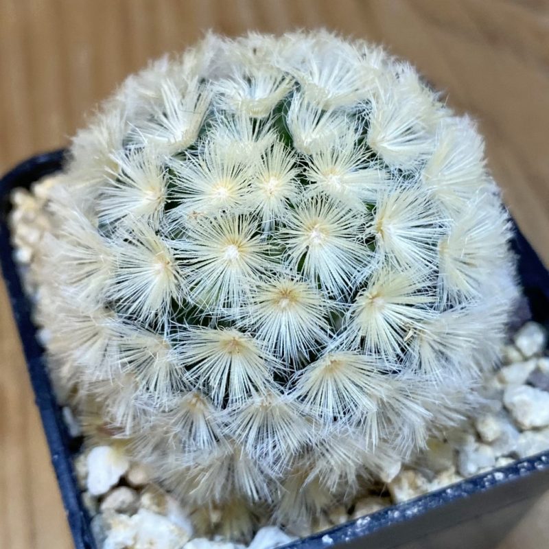SH27353 Mammillaria carmenae hybrid