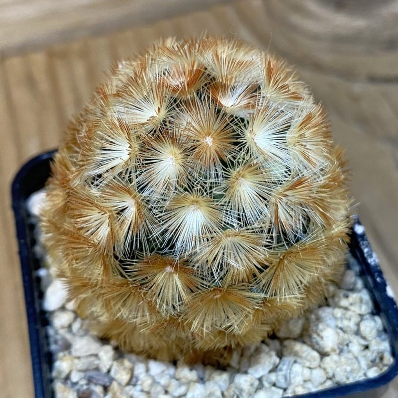 SH27354 Mammillaria carmenae hybrid