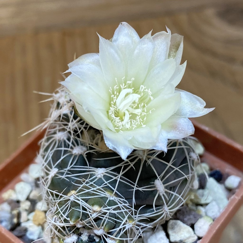 SH27355 Gymnocalycium bruchii v. albispinus