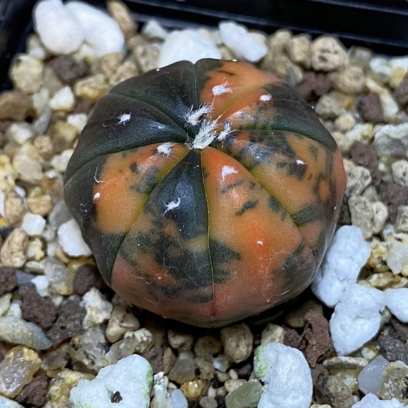 SH19445 Astrophytum asterias ‘ Red Purple Skin’ f. variegata