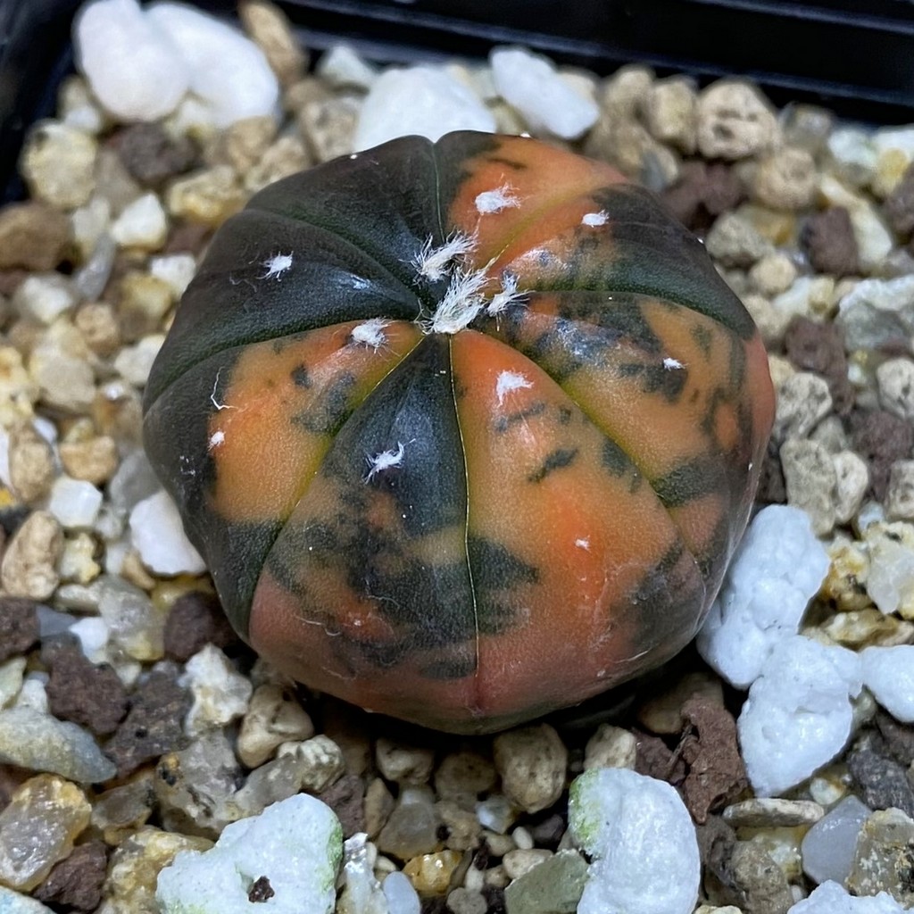 SH19445 Astrophytum asterias ‘ Red Purple Skin’ f. variegata