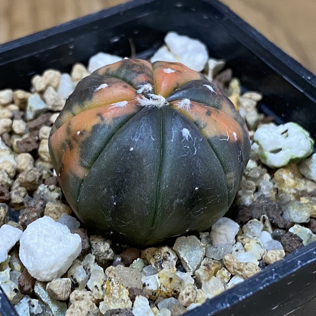 SH19445 Astrophytum asterias ‘ Red Purple Skin’ f. variegata - Image 2