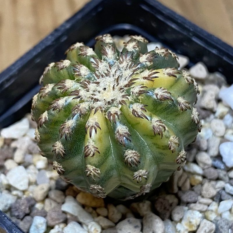 SH19451 Discocactus horstii f. variegata