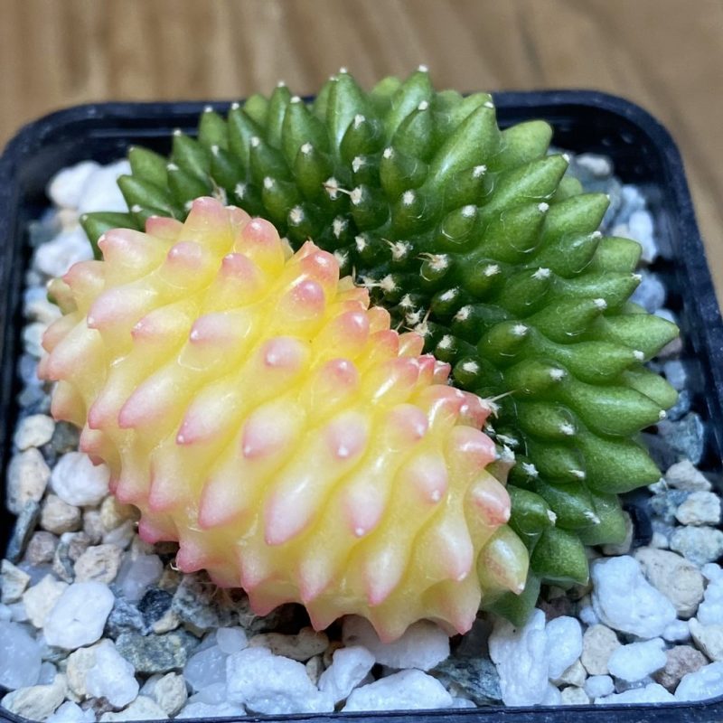 SH20965 Gymnocalycium mihanovichii ‘inermis’ f. variegata cristata