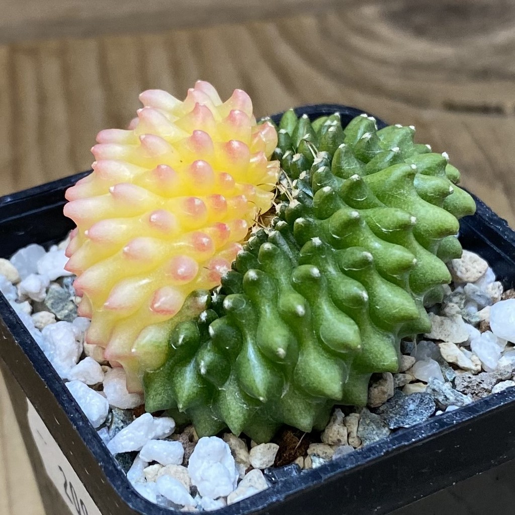 SH20965 Gymnocalycium mihanovichii ‘inermis’ f. variegata cristata - Image 2