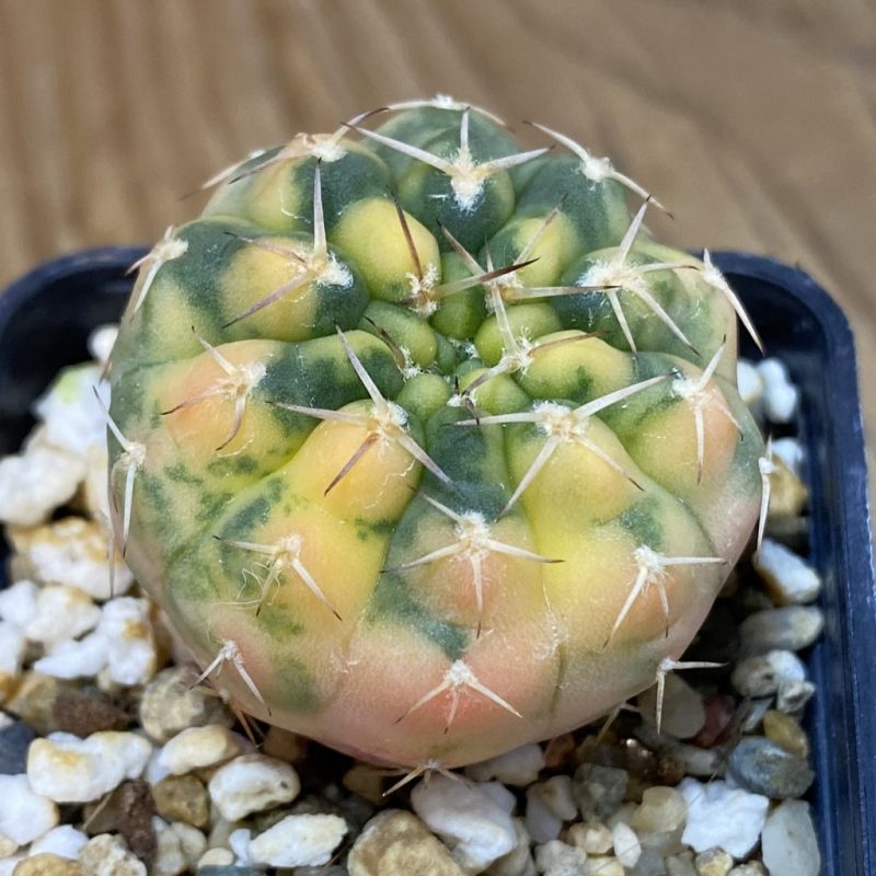 SH4286 Gymnocalycium stellatum f. variegata, seedling