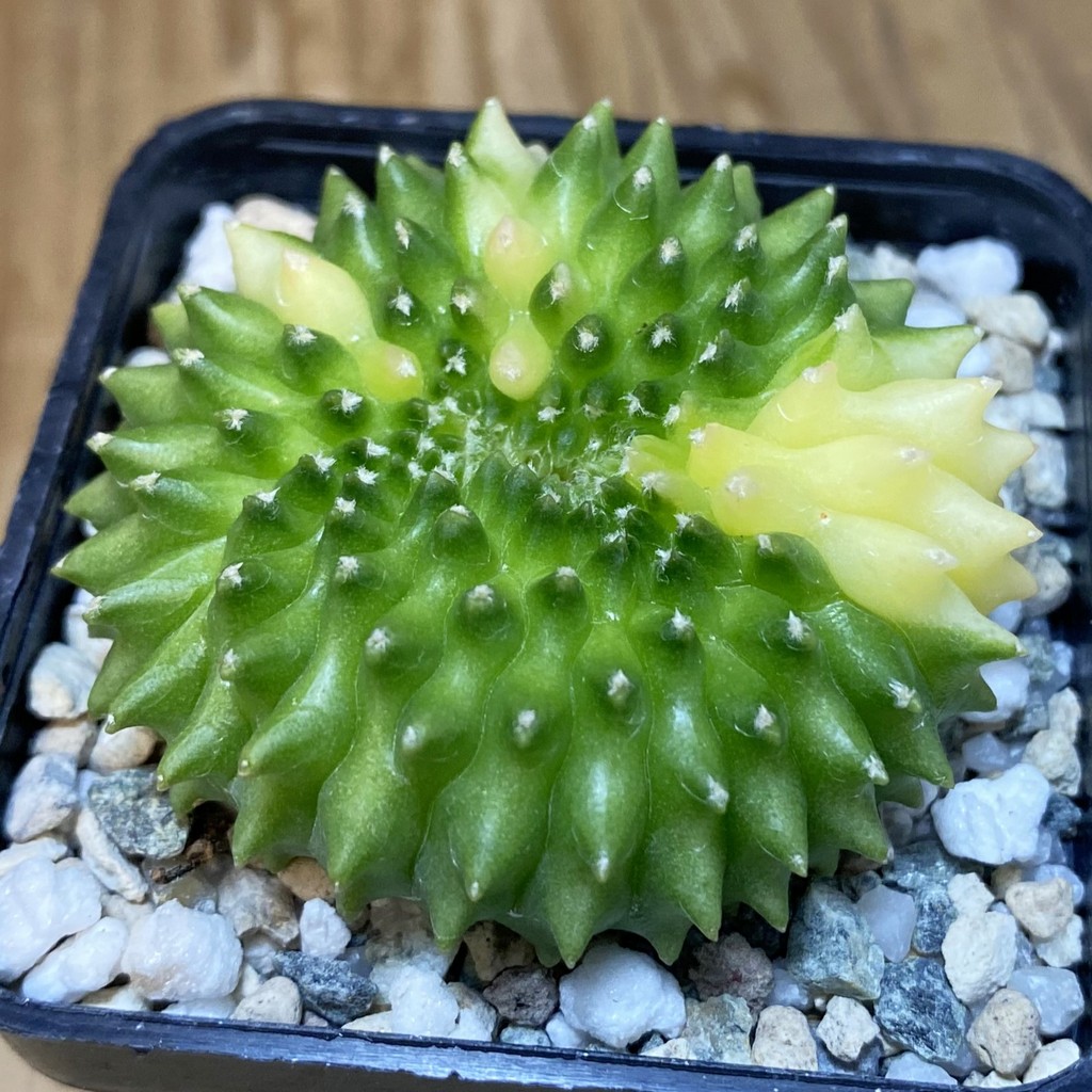 SH19825 Gymnocalycium mihanovichii ‘inermis’ f. variegata