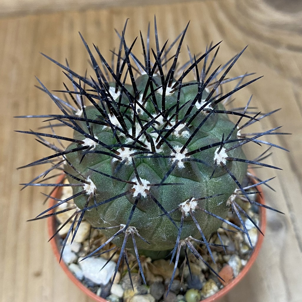 SH18326 Copiapoa dealbata CGC15274, grafted