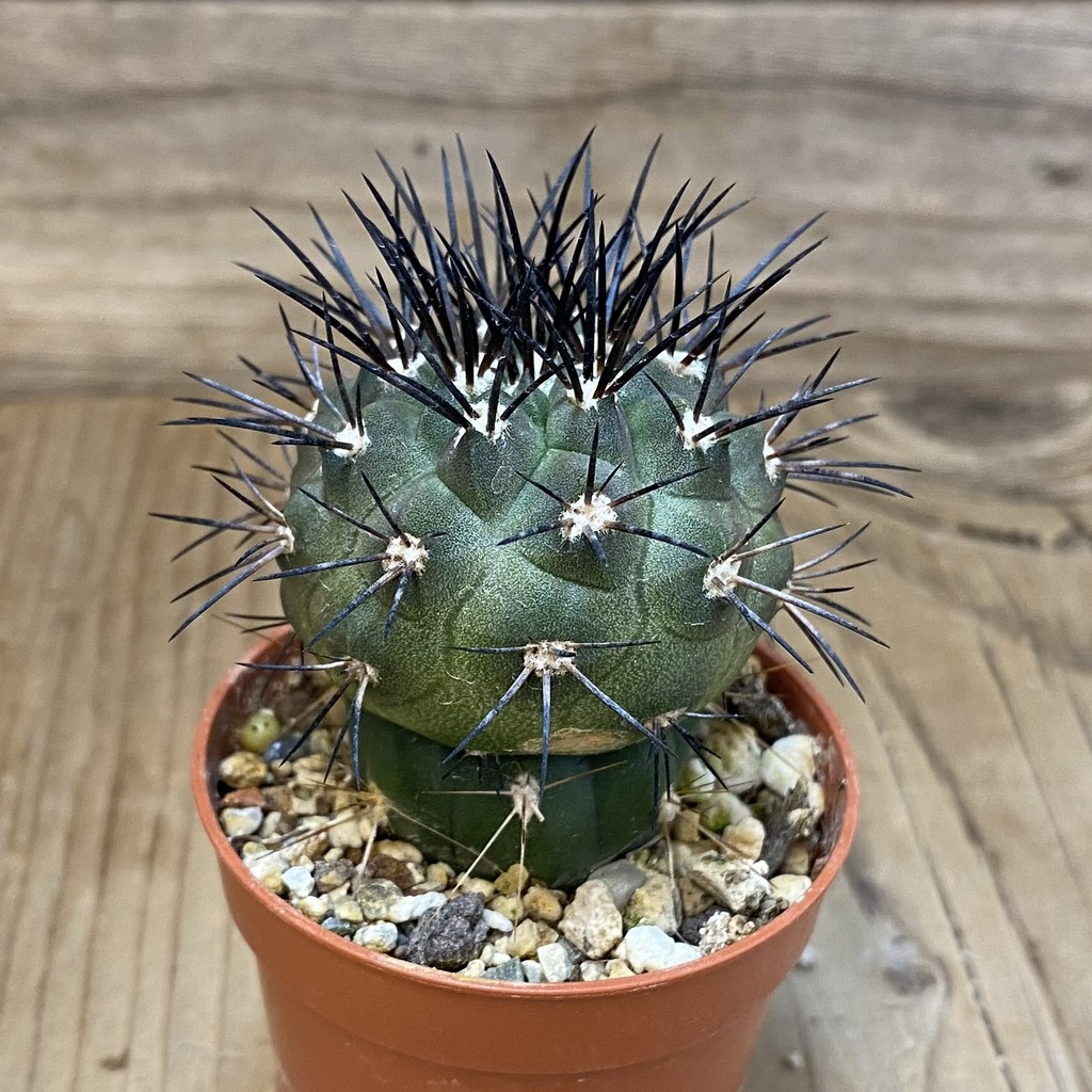 SH18326 Copiapoa dealbata CGC15274, grafted – Image 2