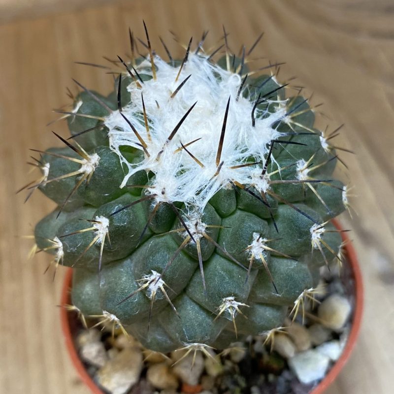 SH18319  Copiapoa leonensis HR1061, grafted