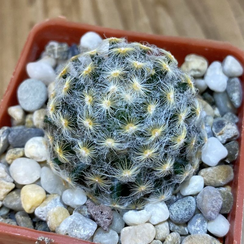 SH18513 Mammillaria schiedeana v. plumosa