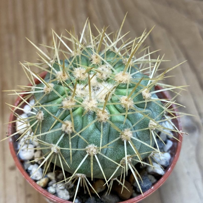SH19129 Copiapoa gigantea SI-39-24, grafted