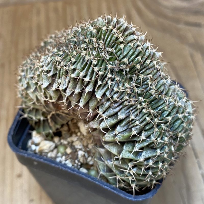 SH15170 Gymnocalycium friedrichii LB f. cristata