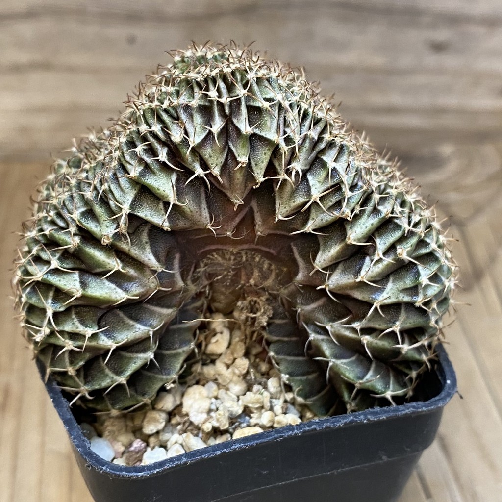 SH15170 Gymnocalycium friedrichii LB f. cristata - 画像 (2)