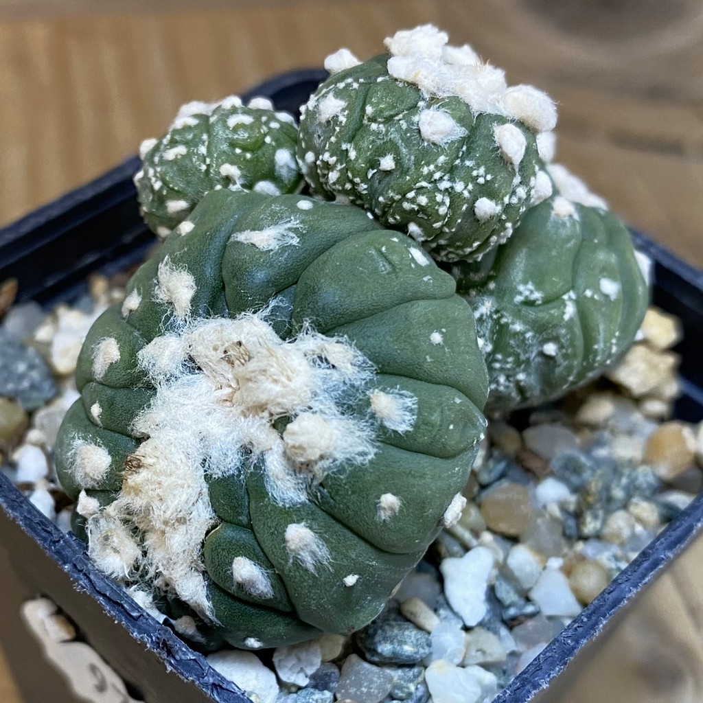 SH9766 Astrophytum asterias 'Kikko Lizart Skin'